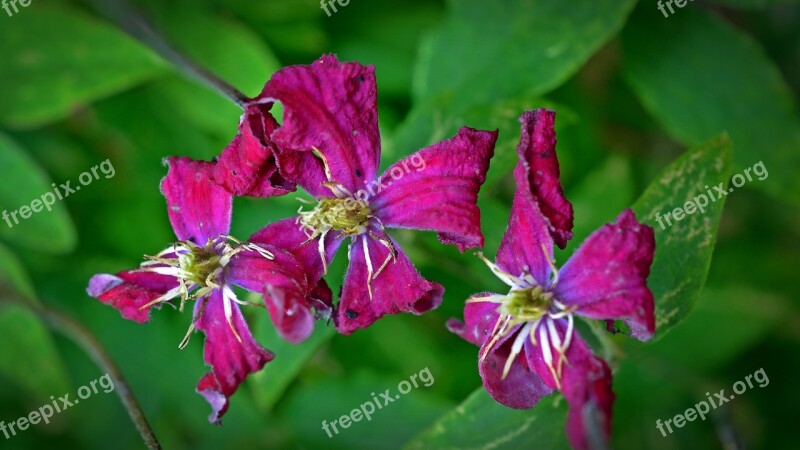 Clematis Withered Faded Flower Plant