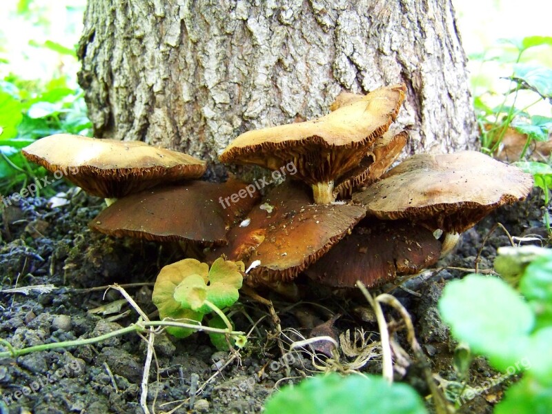 Mushroom Brown Mushroom Group Free Photos