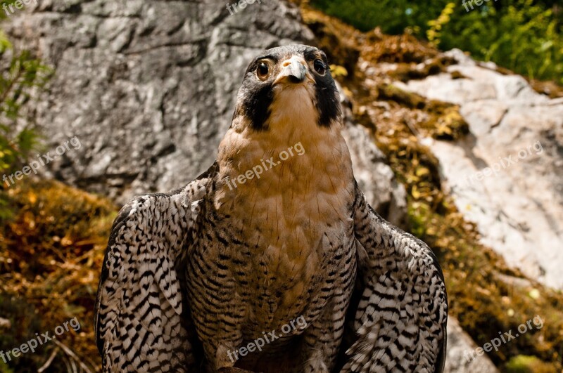 Falcon Raptor Bird Peregrine Falconry