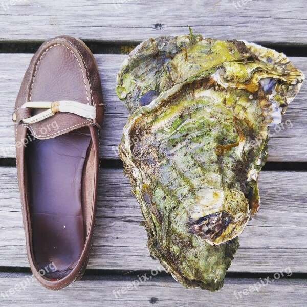 Oyster Shoe Shell Seafood Monster