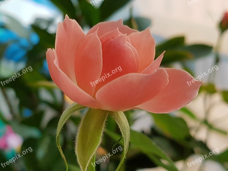 Rose Pink Roses Rose Garden Beautiful Flowers