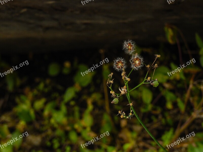 Flora Natura Beauty Nature Free Photos