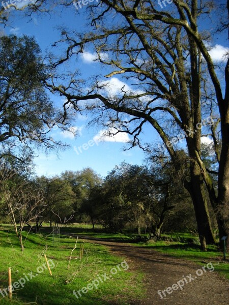 Ansel Hoffman Park Winter Oak Free Photos