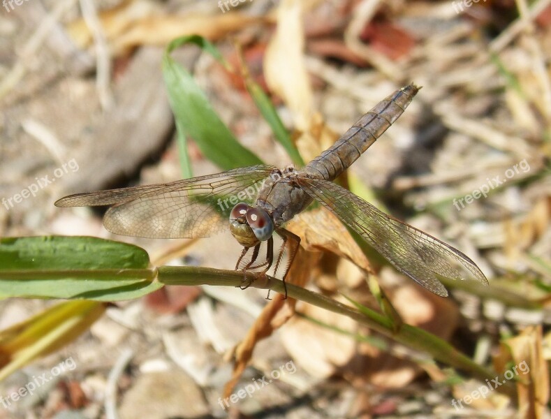 Dragonfly Winged Insect Grey Dragonfly Detail Stem