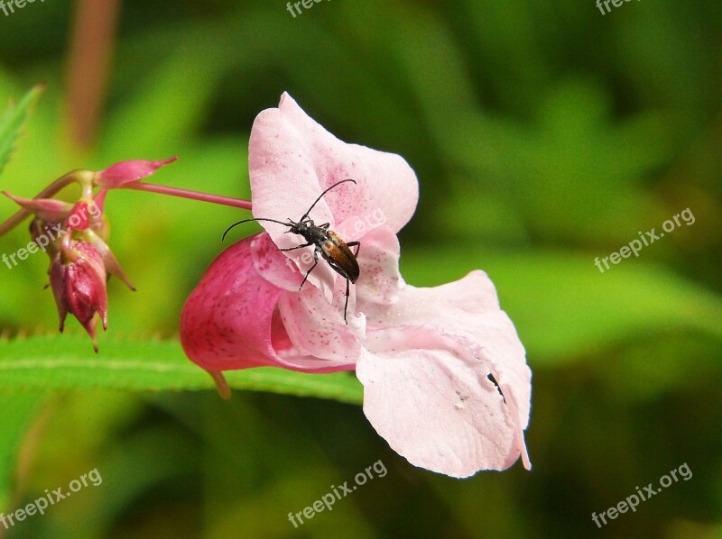 Balsam Indian Springkraut Himalayan Balsam Flower Plant