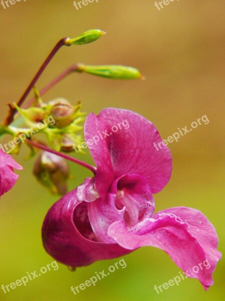 Indian Springkraut Himalayan Balsam Annual Wild Flower Red Spring Herb