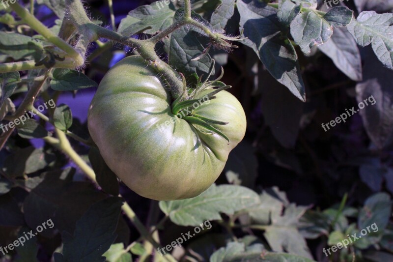 Tomato Ripening Plant Garden Changing