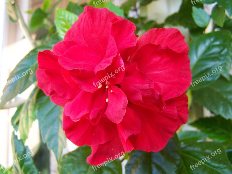 Hibiscus Chinese Hollyhock Room Plant Free Photos