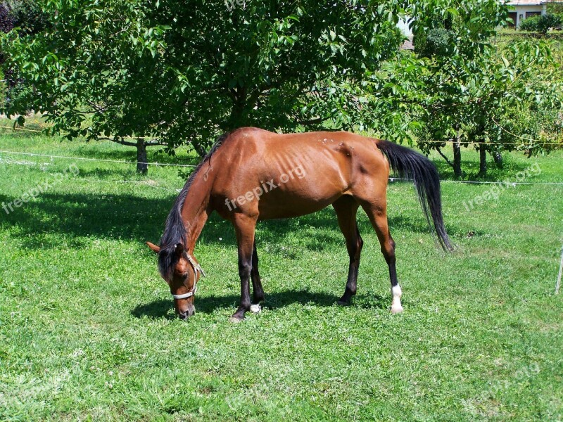 Brown Horse Grazing Animals Ungulates Free Photos