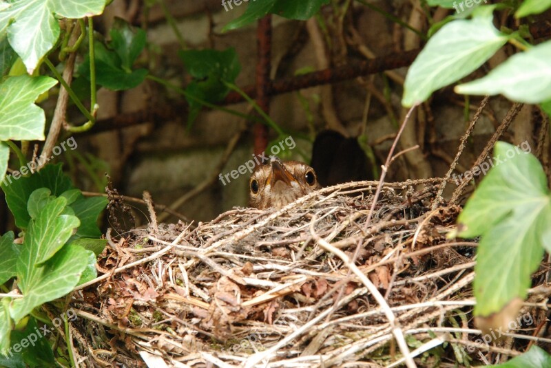 Blackbird Bird Nest Hatch Bird's Nest