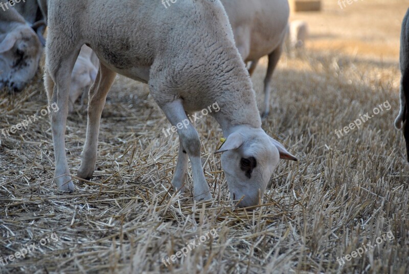 Sheep Goat Nature Flock Farm