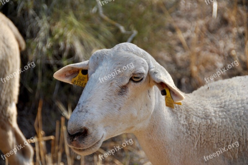 Sheep Goat Nature Flock Farm