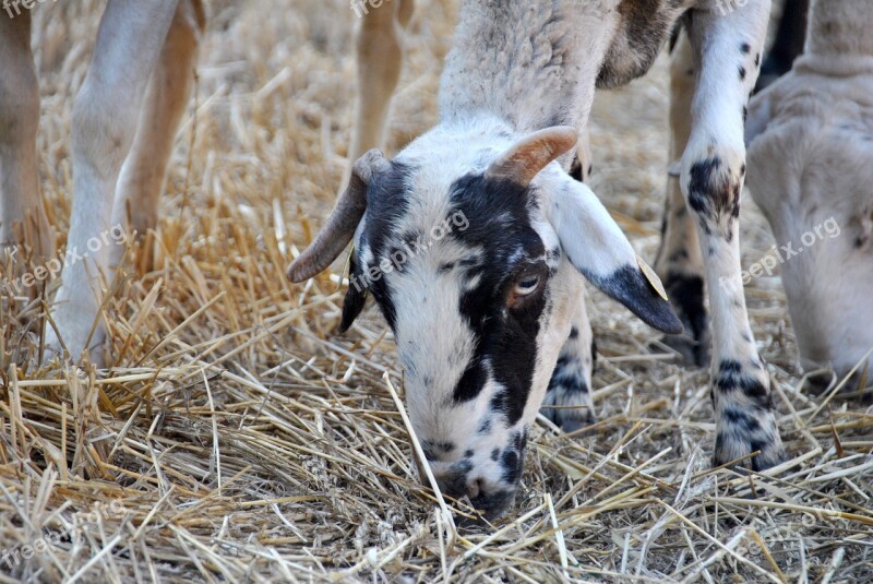 Sheep Goat Nature Flock Farm