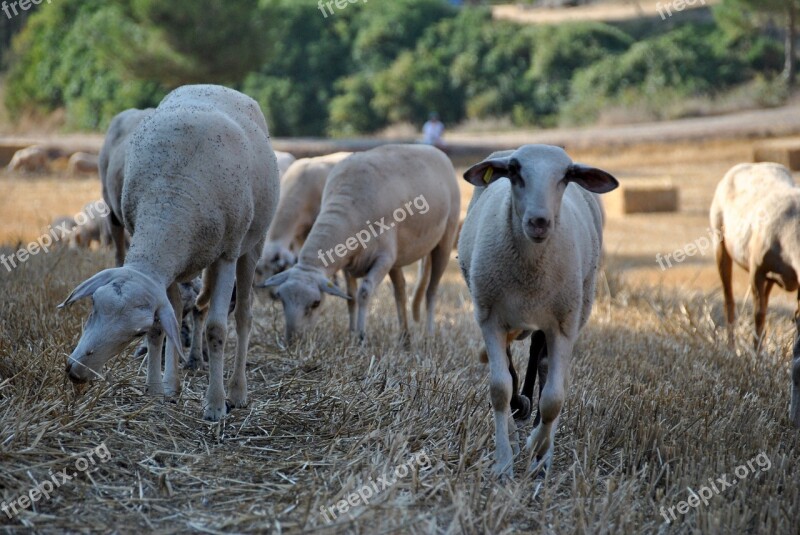 Sheep Goat Nature Flock Farm