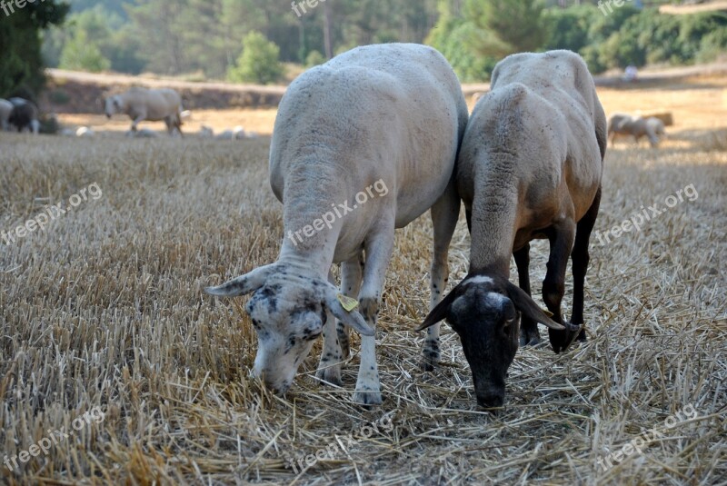 Sheep Goat Nature Flock Farm