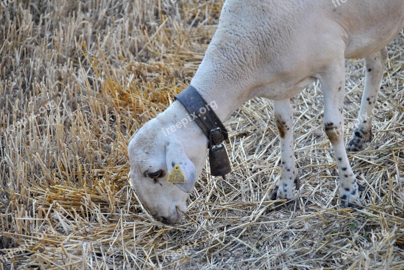 Sheep Goat Nature Flock Farm