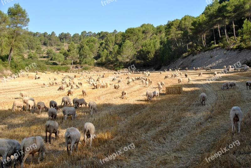 Sheep Goat Nature Flock Farm