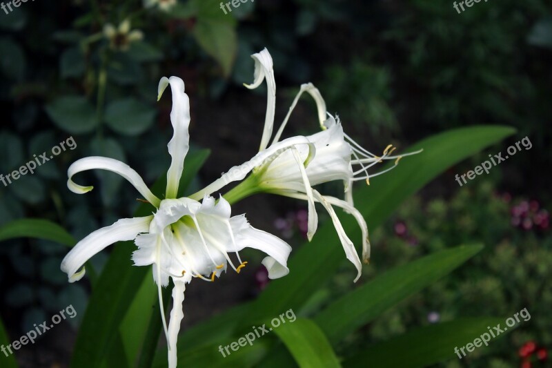 Lily Unusual Flower Garden Green