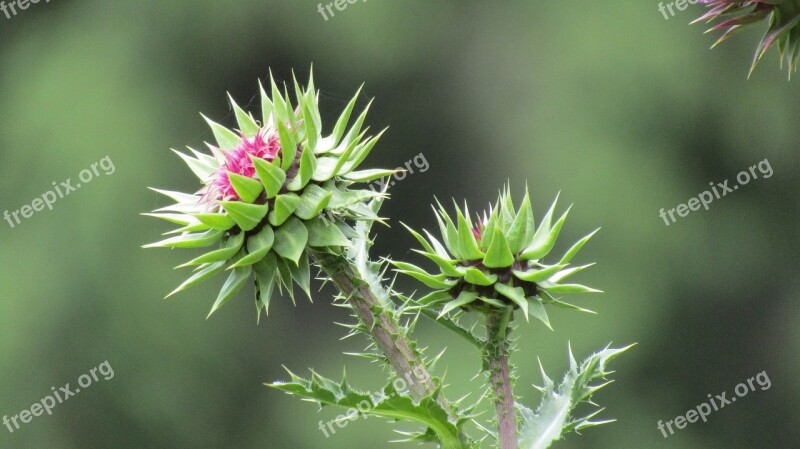 Thistle Green Flower Cirsium Vulgare Thrones