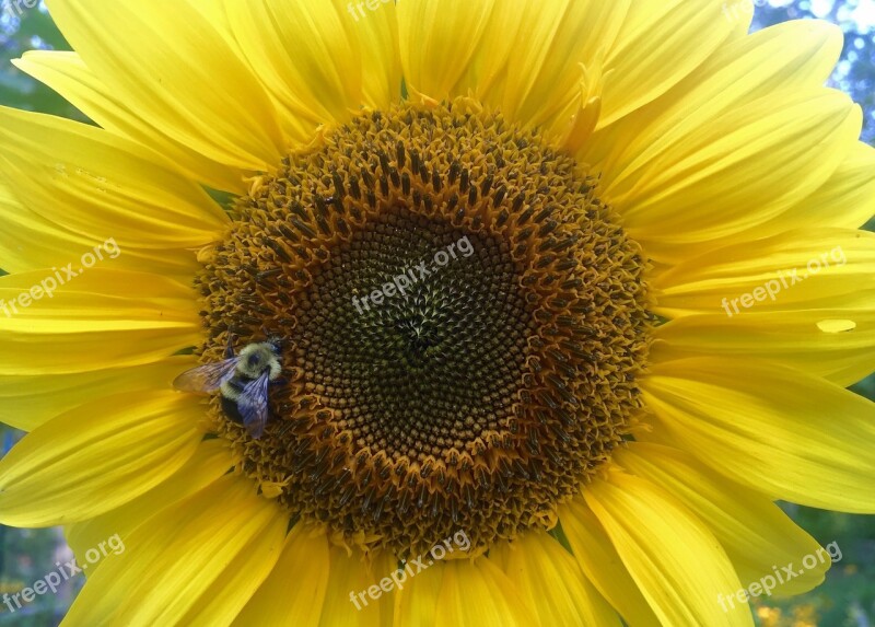 Sunflower Flower Yellow Summer Insect