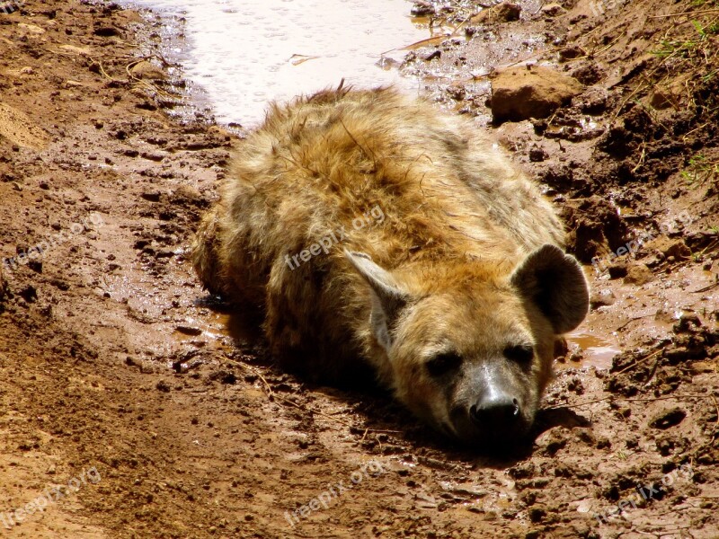 Hyena Animal Safari Nature Mammal