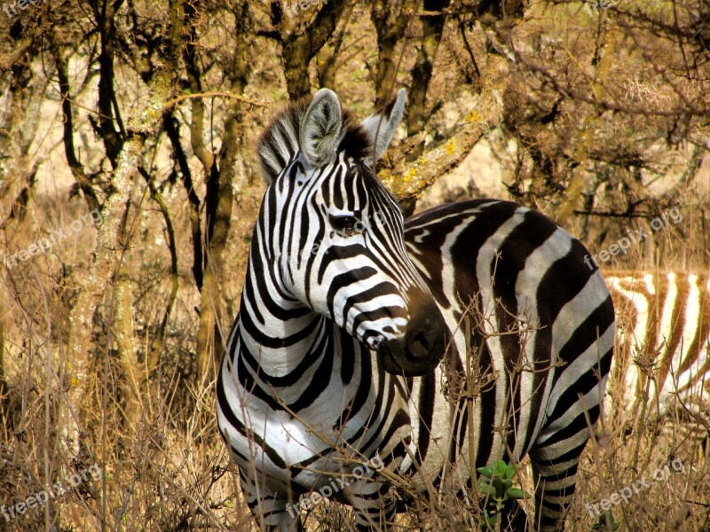 Zebra Majestic Wildlife White Stripes