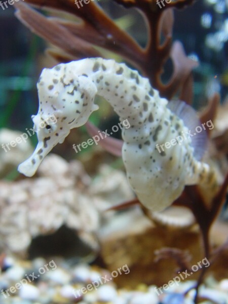 Seahorse Biology Fish Free Photos