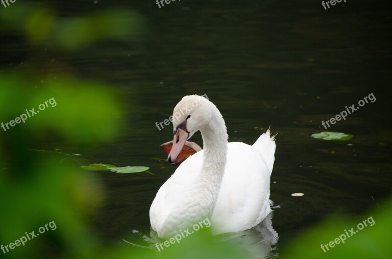 Swan Nature Bird Water Water Bird