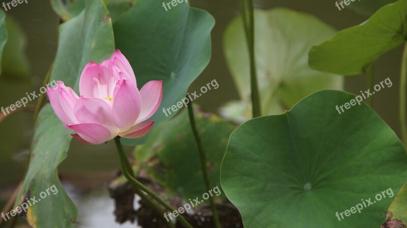 Lotus Natural Leisure Pond Water Plant