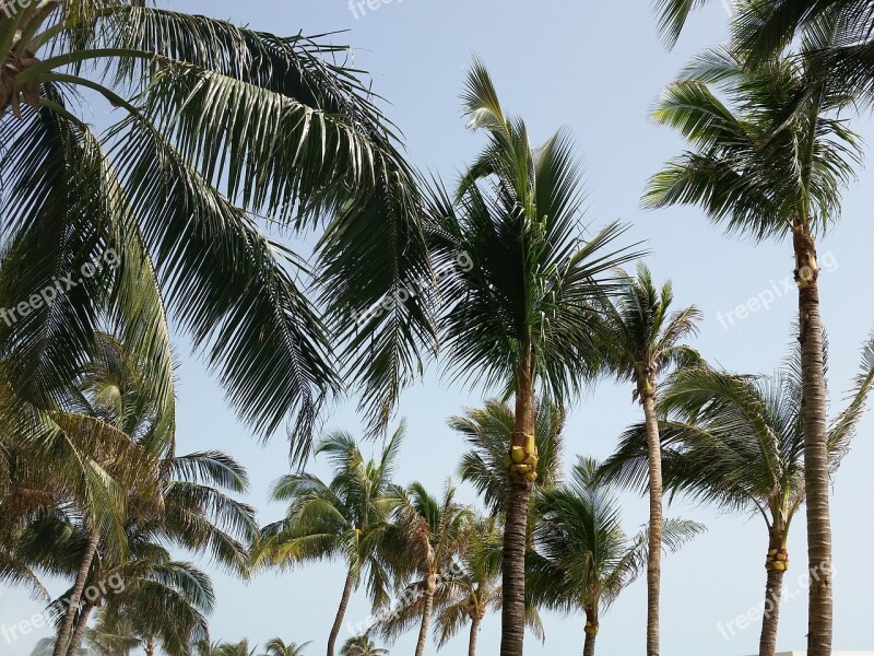 Palm Trees Sky Palm Tree Tropical