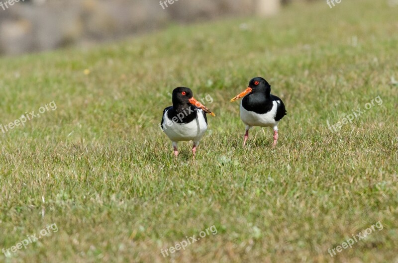 Birds Oystercatcher Nature Fauna Grass