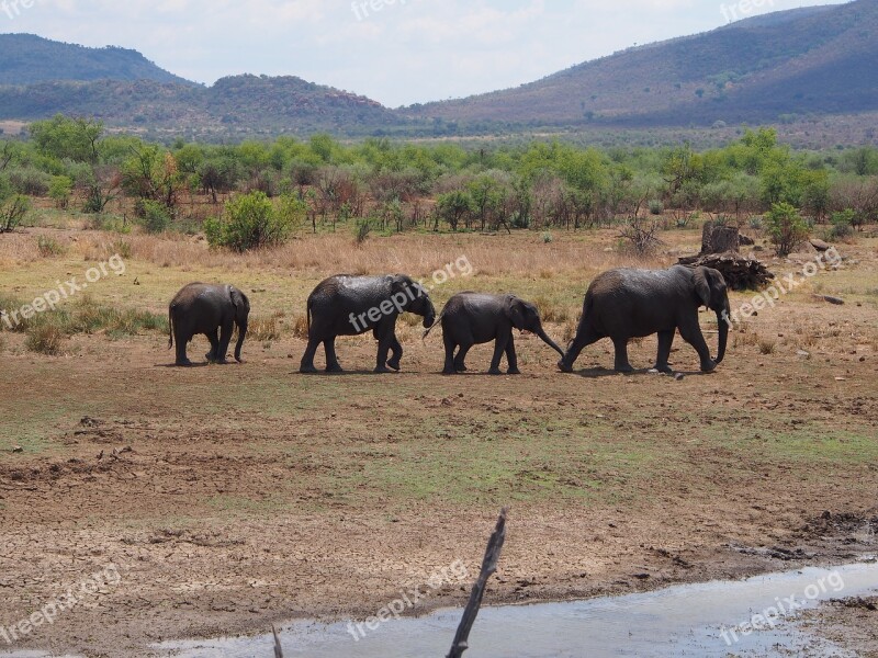 Elephant Flock Baby Elephant Proboscidea Safari