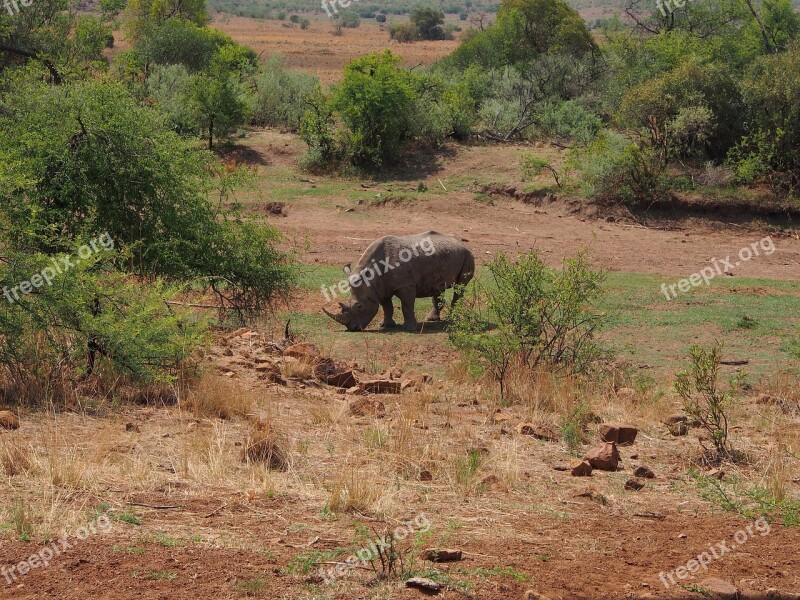 Rhino South Africa Pilanesberg Safari Africa