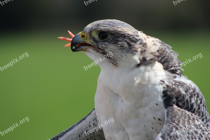 Falcon Bird Bird Of Prey Predator Hunt