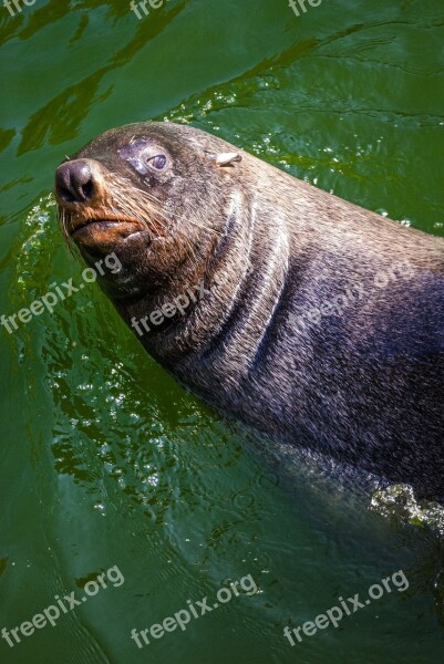 Seerobbe Robbe Seal Sea ​​lion Predator