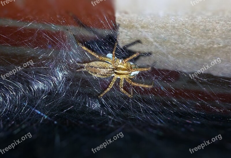 Spider Grass Spider Funnel Weaver Web Nature