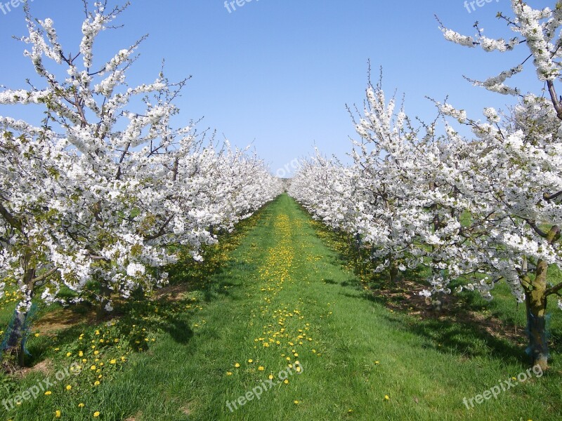 Cherry Trees Cherry Blossom Spring White Sky