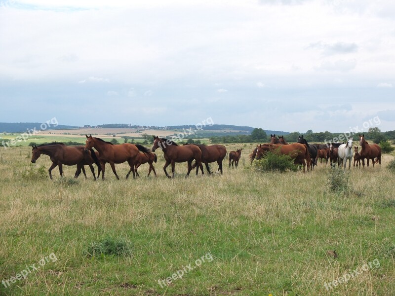 Flock Horses Horse Herd Group Wild Horses