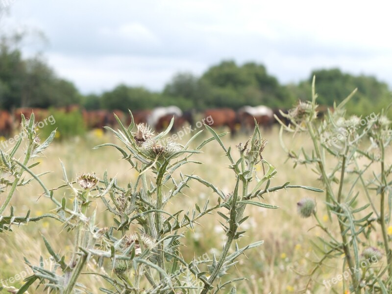 Thistles Thistle Meadow Nature Horse Pasture Plant