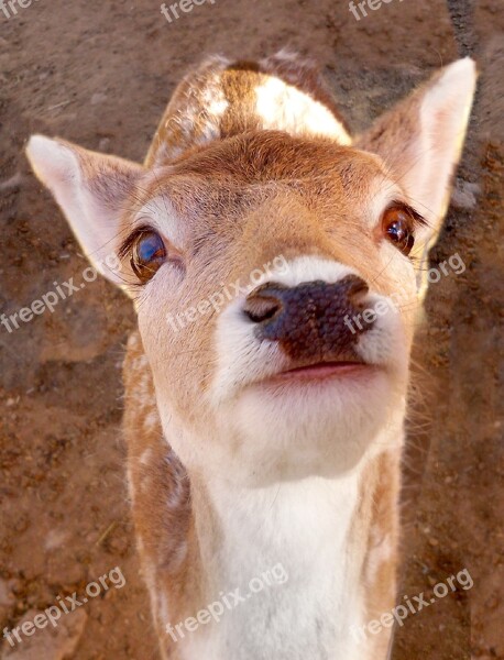 Deer Whitetail Fawn Doe Buck