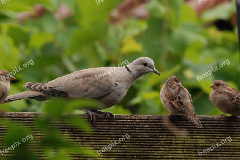 Pigeon Dove Turtle Dove Mus Bird