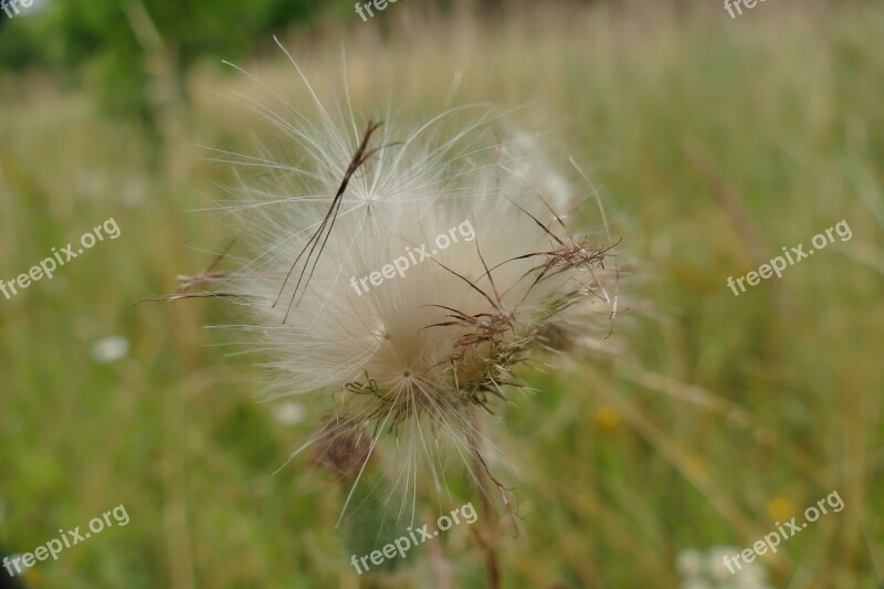 Diestel Seeds Close Up Plant Nature Macro