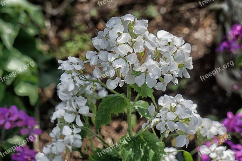 Flowers Geraniums Plant Nature Garden