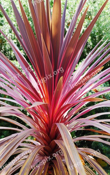 Foliage Plant Mediteran Park Nice Plant