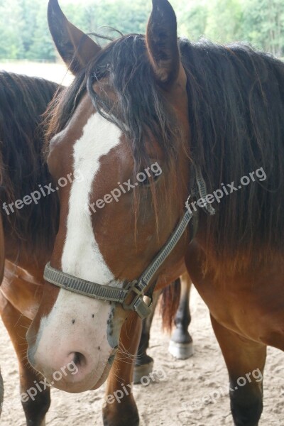 Horse Head Horse Pallor Close Up Pferdeportrait