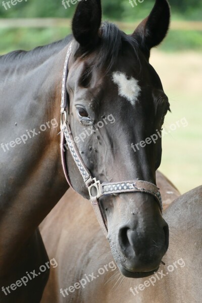 Horse Head Horse Pallor Close Up Pferdeportrait