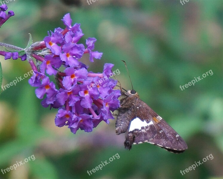 Silver-spotted Skipper Butterfly Butterfly Bush Insect Animal