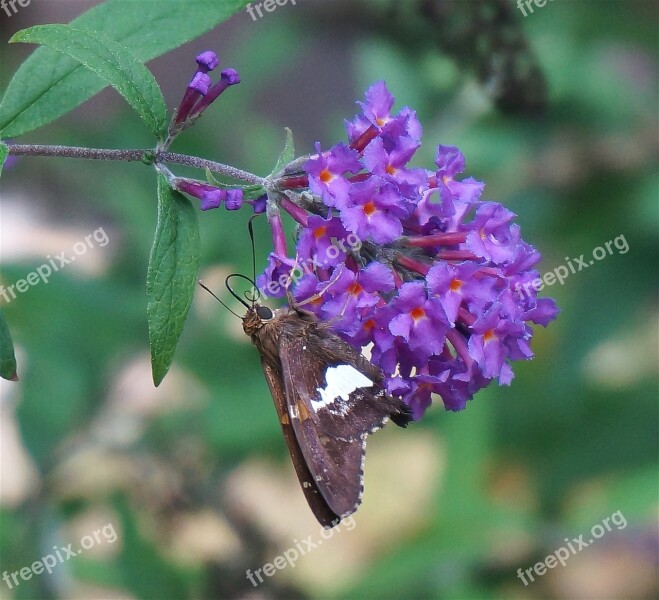 Silver-spotted Skipper Butterfly Butterfly Bush Insect Animal