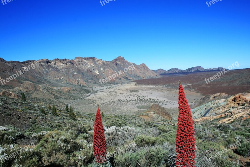 Tajinaste Rojo Teide Tenerife Volcano El Teide