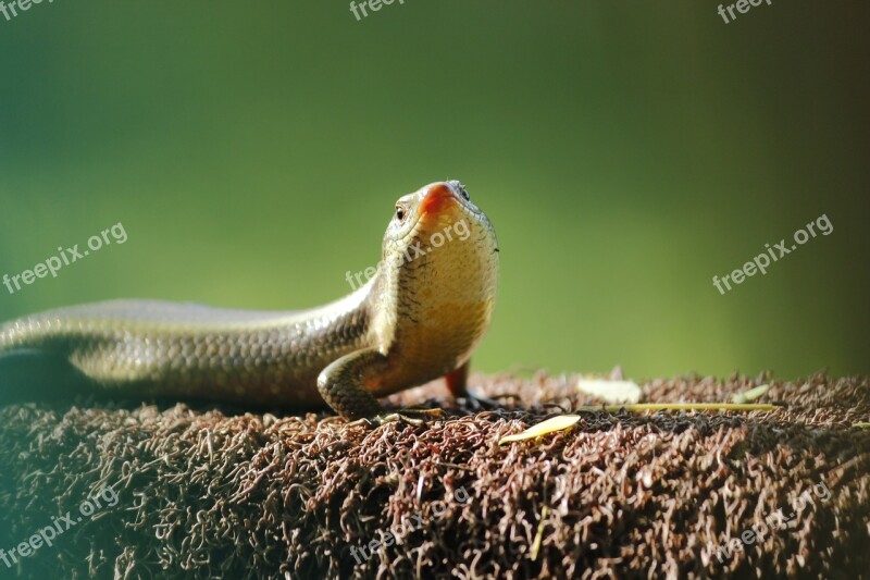 Lizard Nature Wildlife Green Colorful